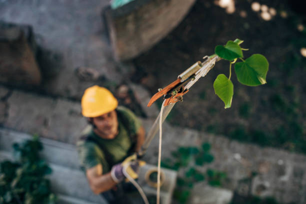 How Our Tree Care Process Works  in Fowler, CA